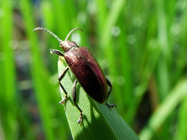 Plateumaris sericea