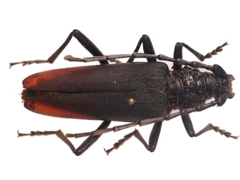 Cerambyx cerdo