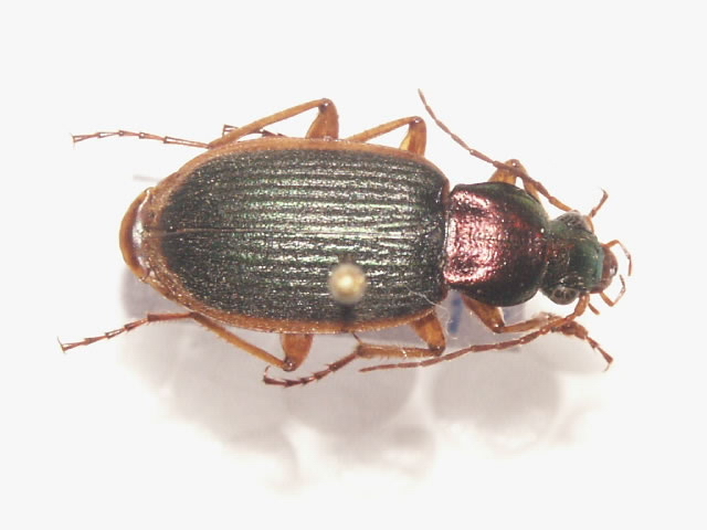 Cerambyx cerdo