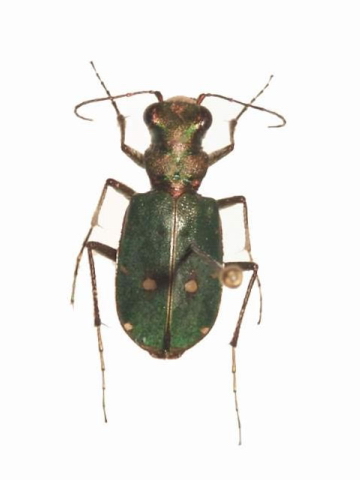 Chalcophora mariana