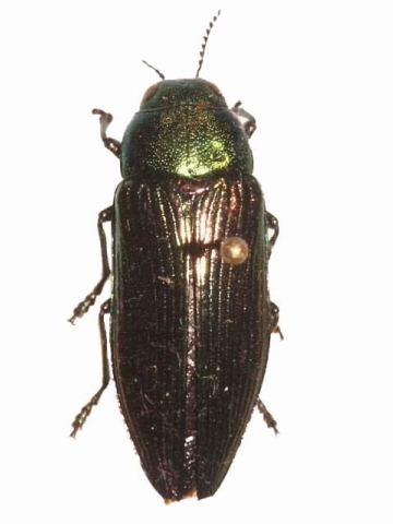 Eurythyrea austriaca