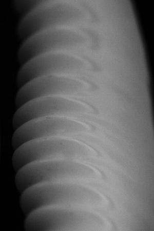  Cyprae tigris csigafaj