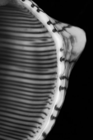  Fasciolaria trapezeim csigafaj