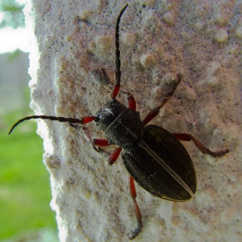  Dorcadion pedestre