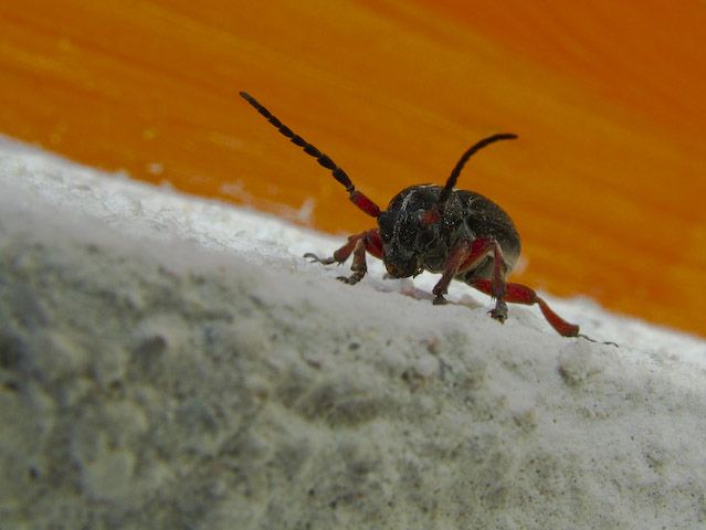  Dorcadion pedestre