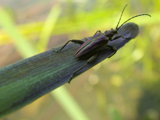  Donacia vulgaris
