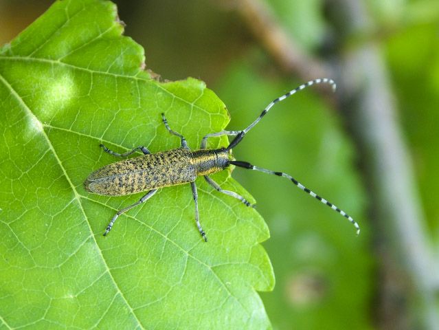  Agapanthia villosoviridescens