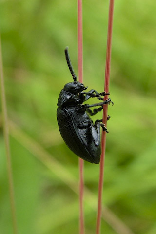  Galeruca tanaceti