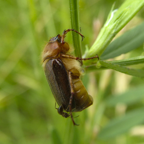  Rhizotrogus aestivus