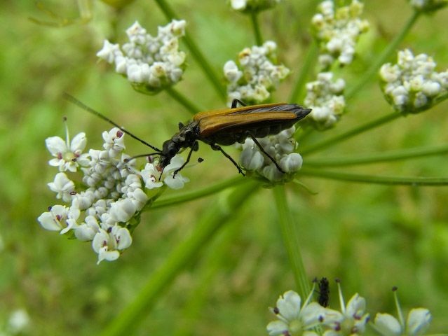  Oedemra sp.