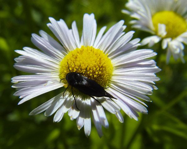  Mordellidae sp.