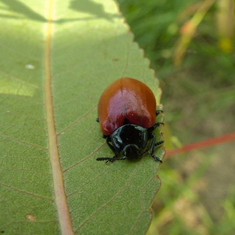  Chrysomela populi