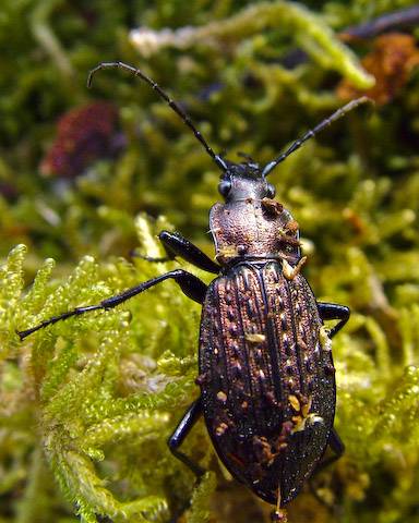  Carabus granulatus