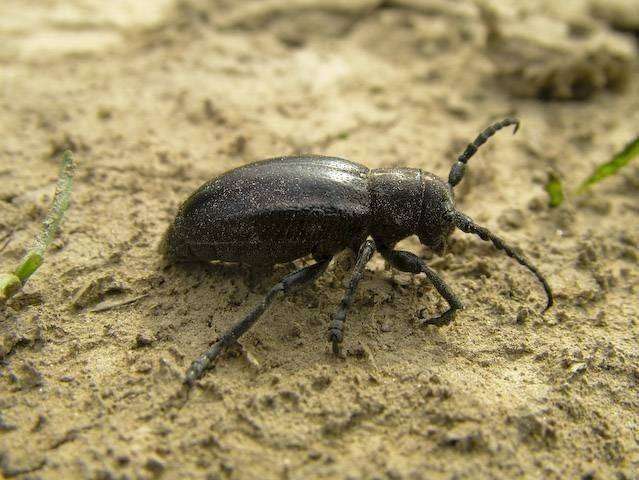  Dorcadion aethiops