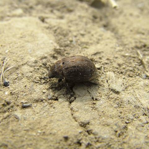  Byrrhus sp.