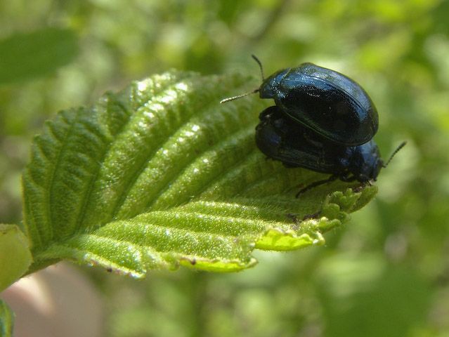  Linnaeidea aenea