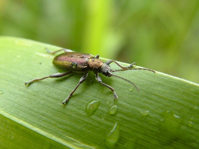  Plateumaris sericea