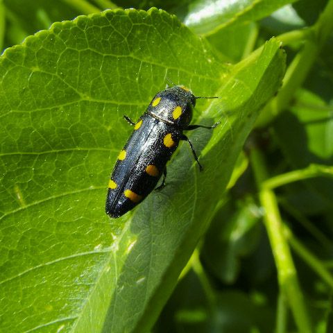  Ptosima flavoguttata