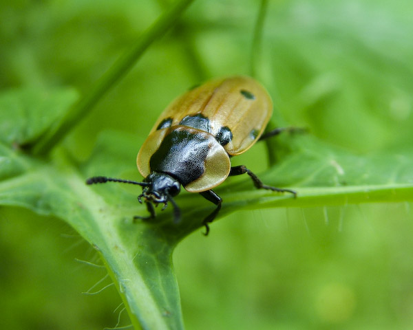  Xylodrepa quadrimaculata