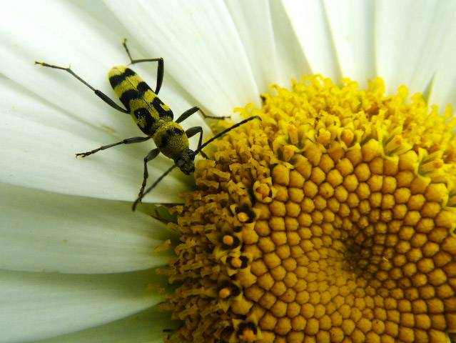  Chlorophorus varius
