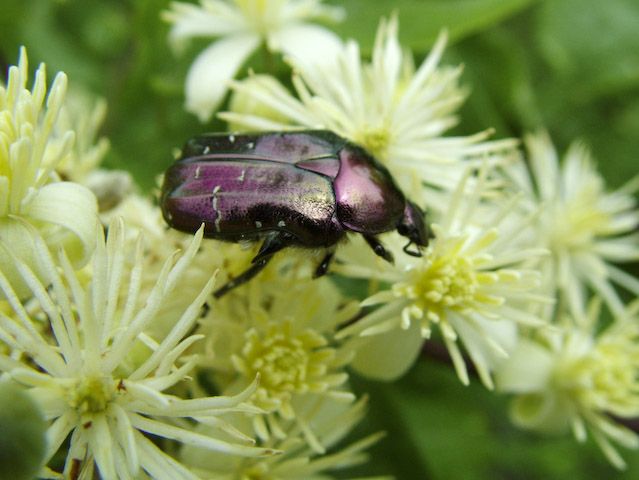 Cetonia aurata