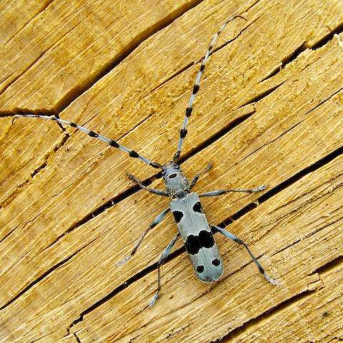  Rosalia alpina