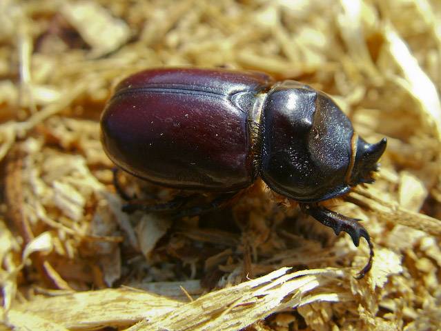  Oryctes nasicornis