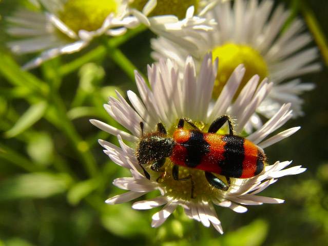  Trichodes apiarius
