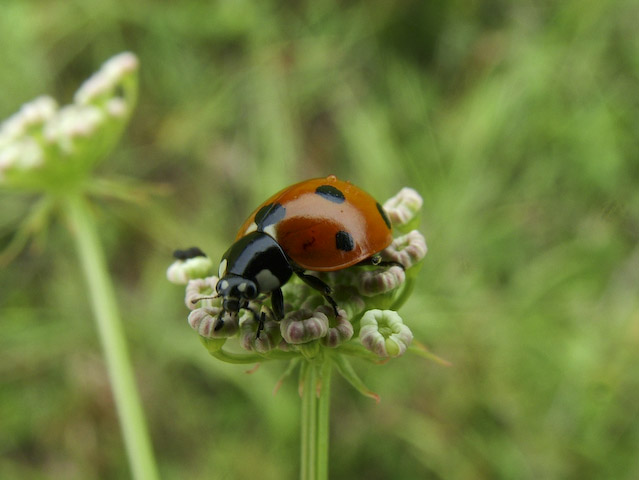 Cocinella septempunctata