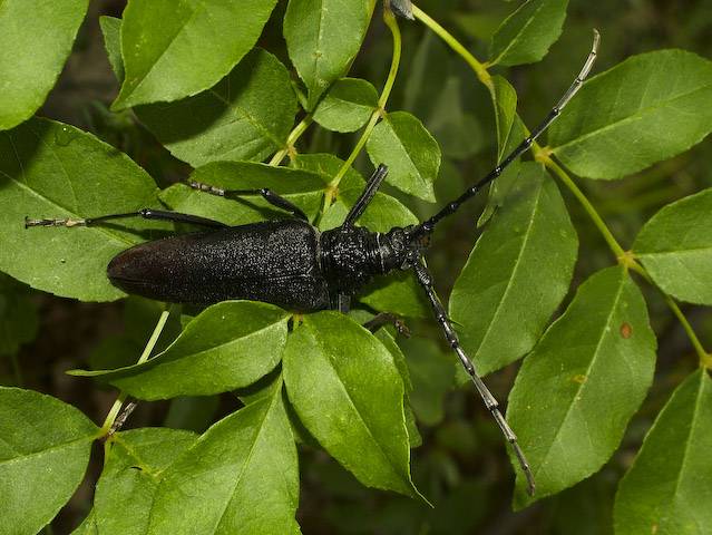  Cerambyx cerdo