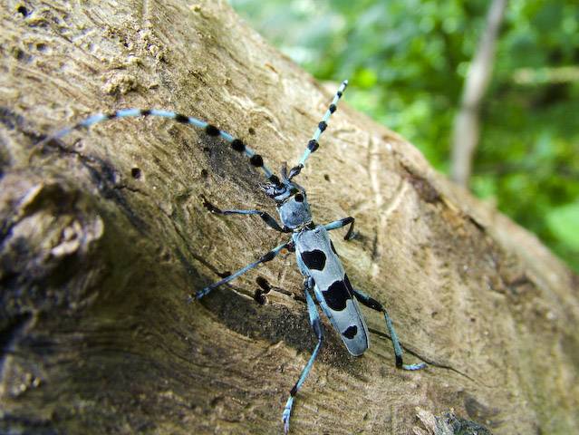  Rosalia alpina