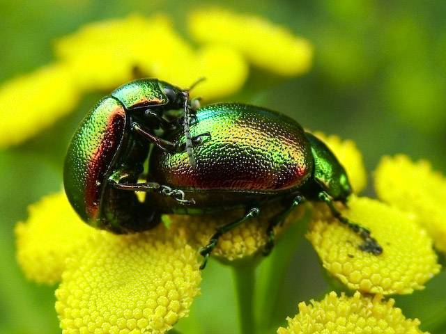  Chrysolina graminis
