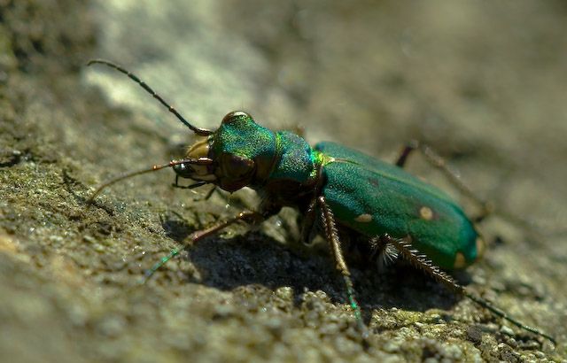 Cicindela campestris