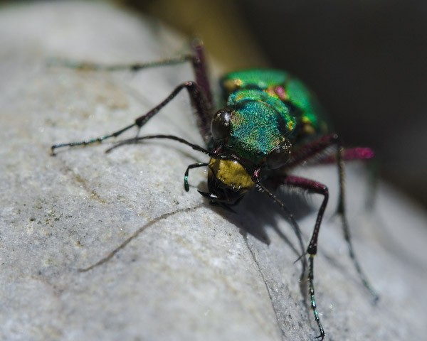  Cicindela campestris