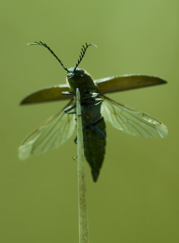  Ctenicera cuprea