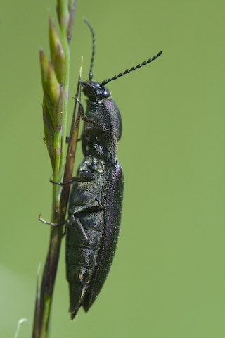  Ctenicera cuprea