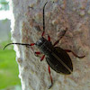  Dorcadion pedestre