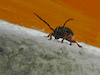  Dorcadion pedestre