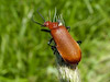  Pyrochroa serraticornis