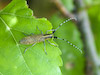  Agapanthia villosoviridescens