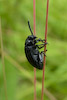  Galeruca tanaceti