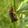  Rhizotrogus aestivus