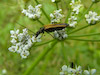  Oedemra sp.