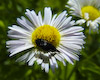  Mordellidae sp.