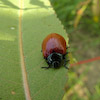  Chrysomela populi