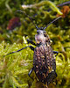  Carabus granulatus
