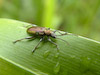  Plateumaris sericea