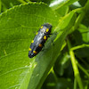  Ptosima flavoguttata