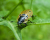  Xylodrepa quadrimaculata