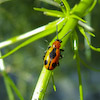  Crioceris quinquepunctata